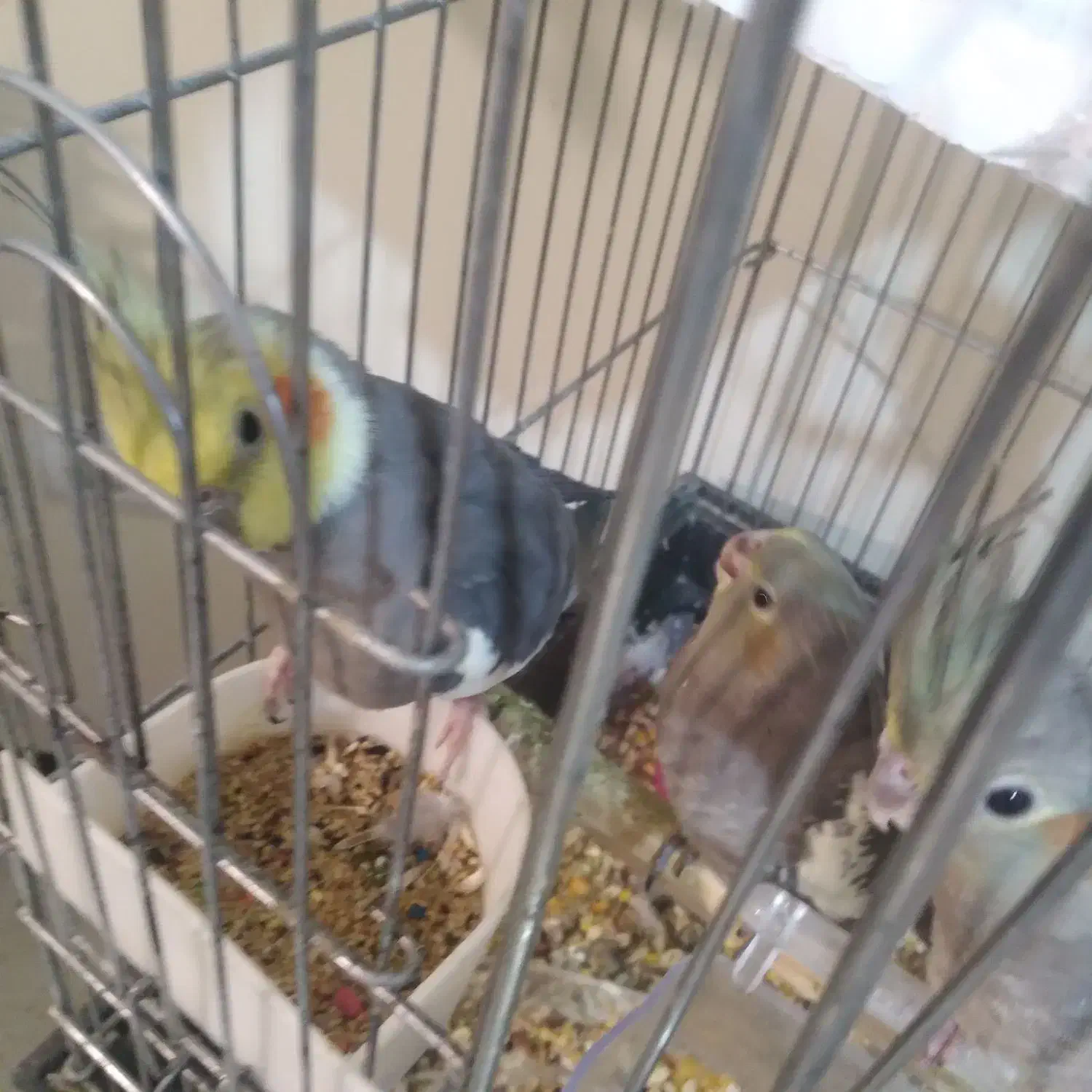 عروس هلندی مولد با ۵جوجه به بالاترین پیشنهاد|پرنده|محمدشهر, شهرک پیام (مهرالبرز)|دیوار