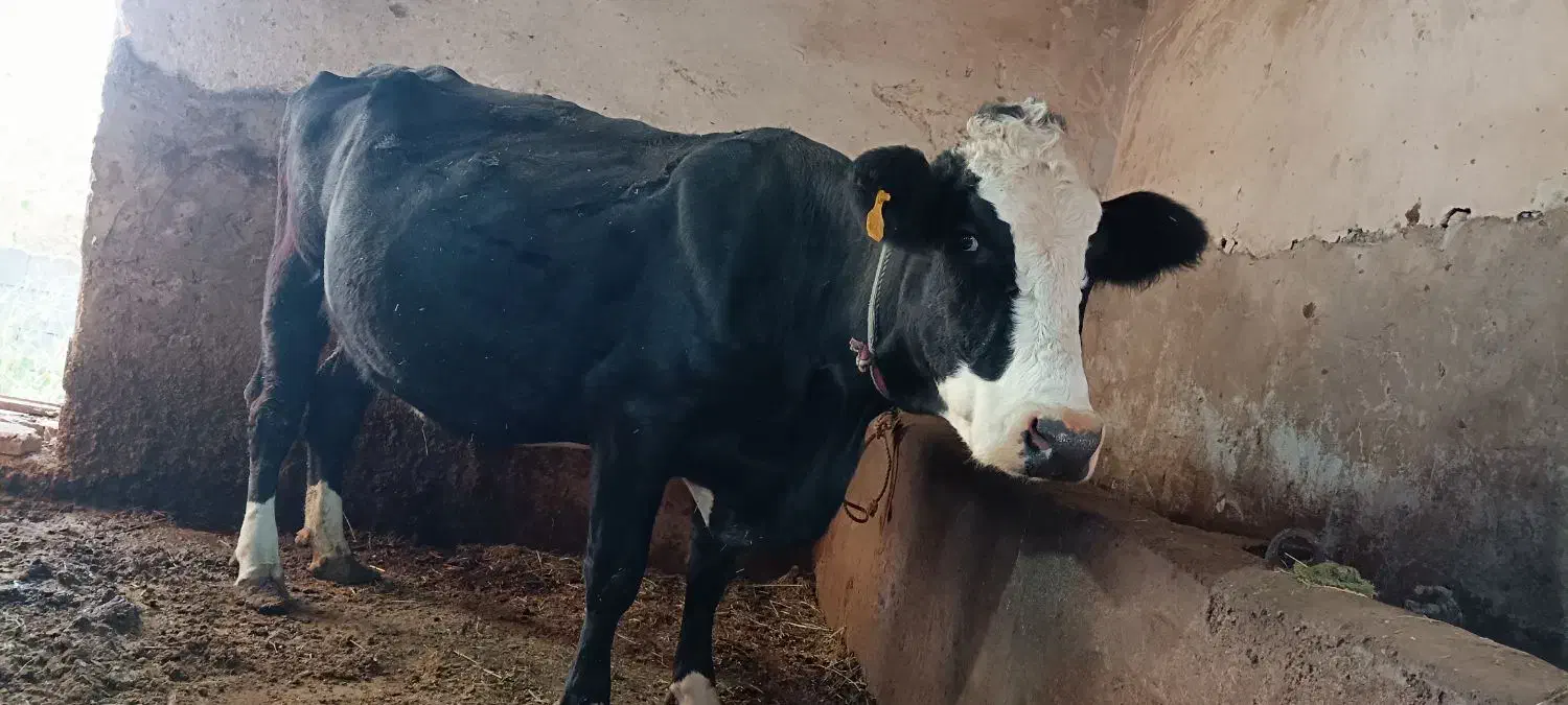 گاو و گوساله|حیوانات مزرعه|سیلوانه, |دیوار