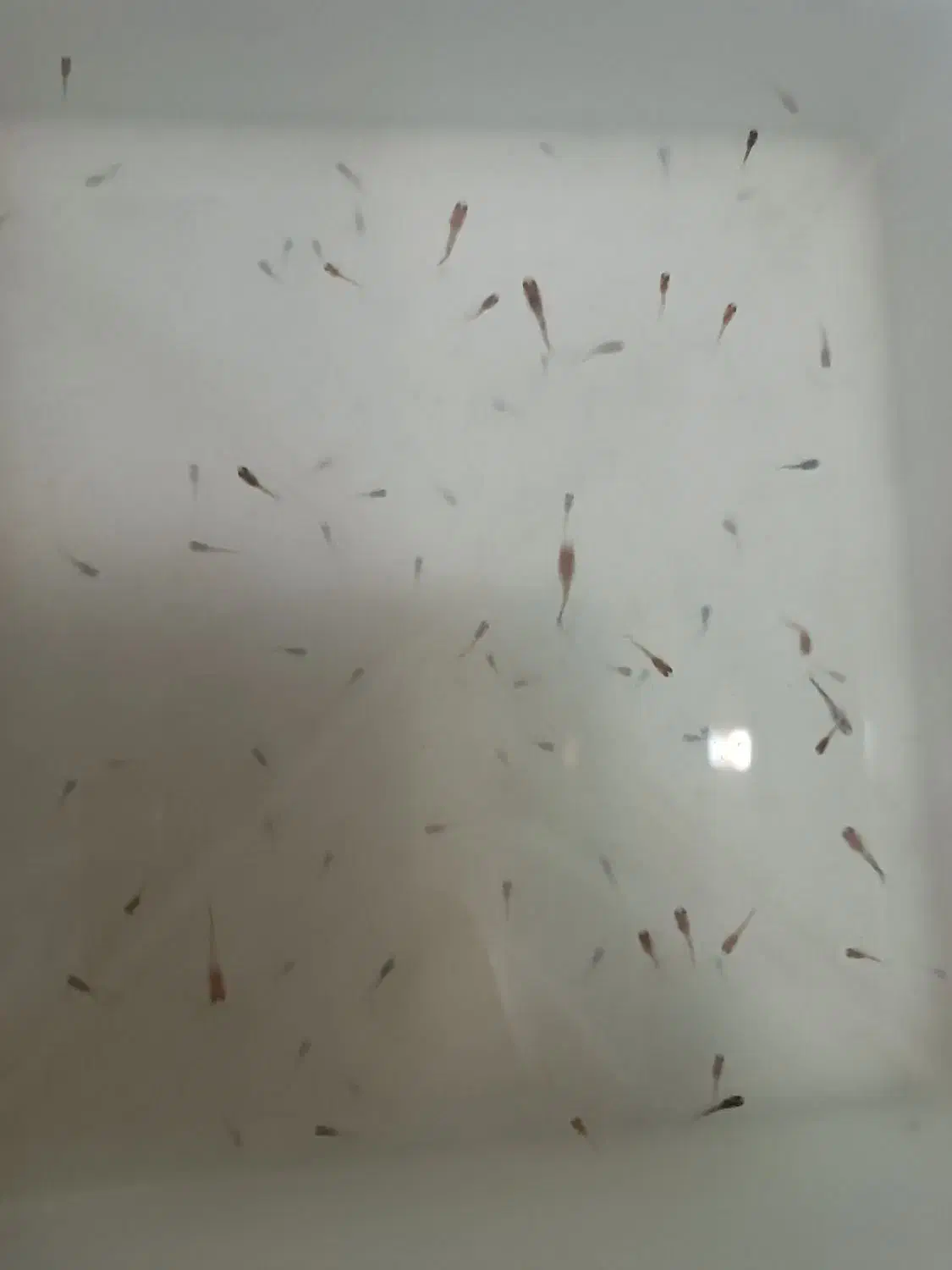 فروش ماهی گوپی تعداد حدود ۱۵۰|ماهی|میاندوآب, |دیوار