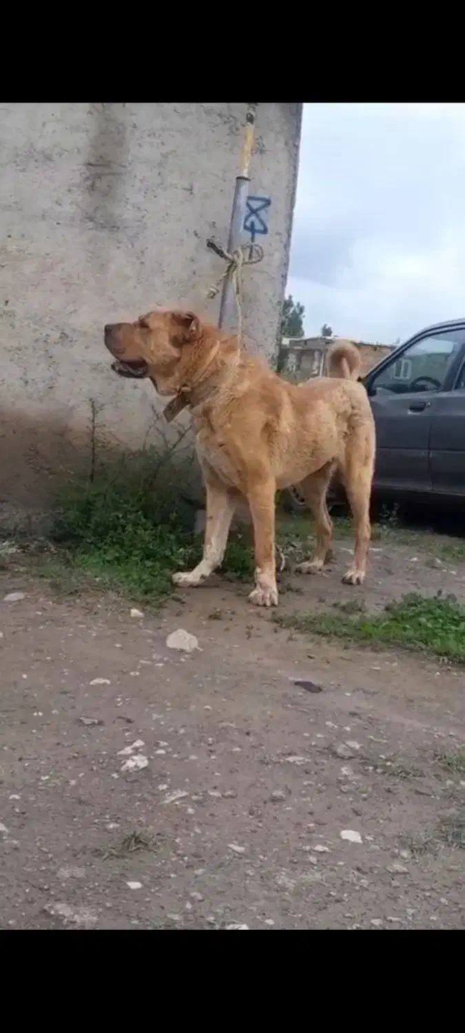 گمشده|حیوانات|سرعین, |دیوار