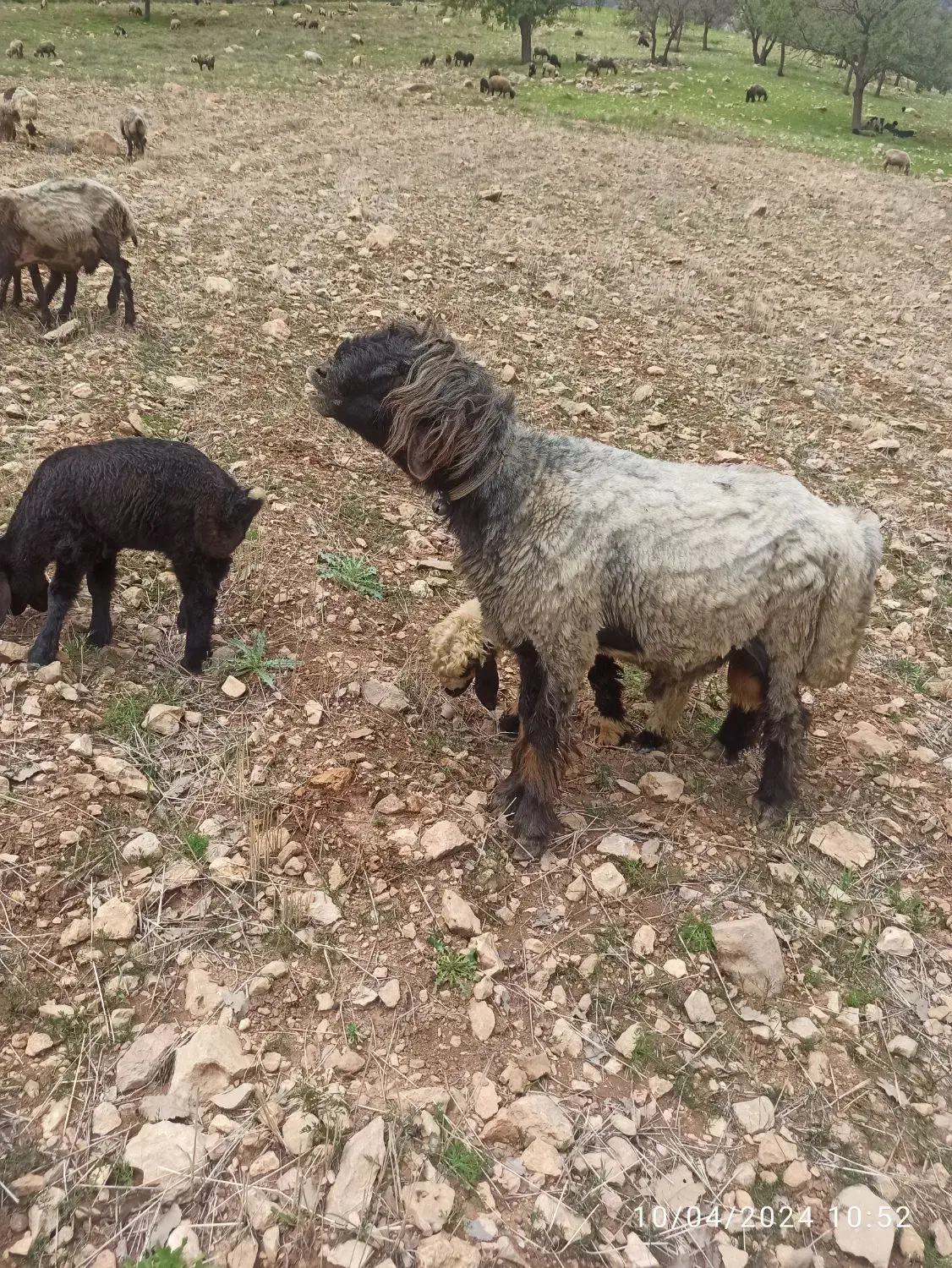 قوچ|حیوانات مزرعه|پاتاوه, |دیوار