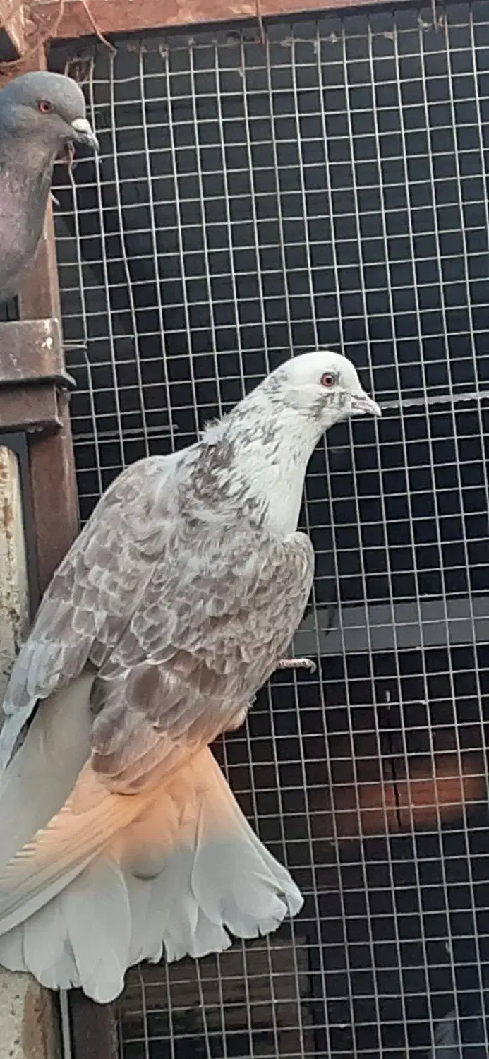 کبوترپرشی تضمینی|پرنده|ابریشم, |دیوار