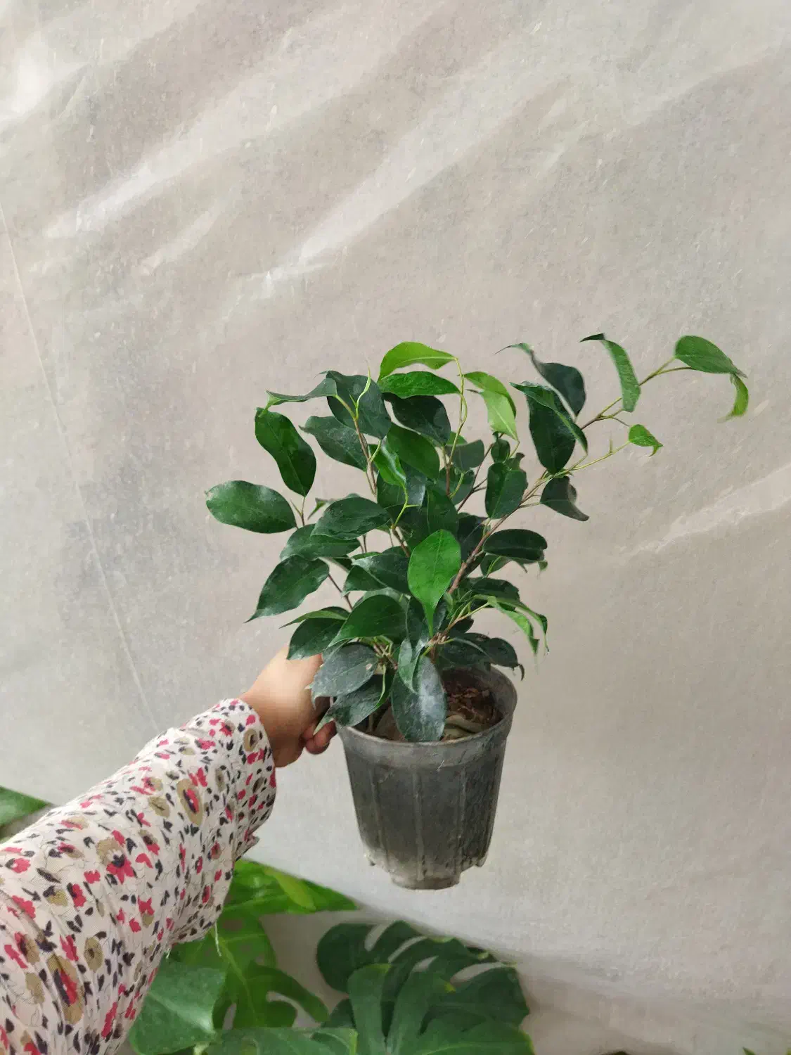 انواع گل بنجامین ابلق بلک لیمویی در چند سایز|گل و گیاه طبیعی|مرودشت, استادیوم‎|دیوار