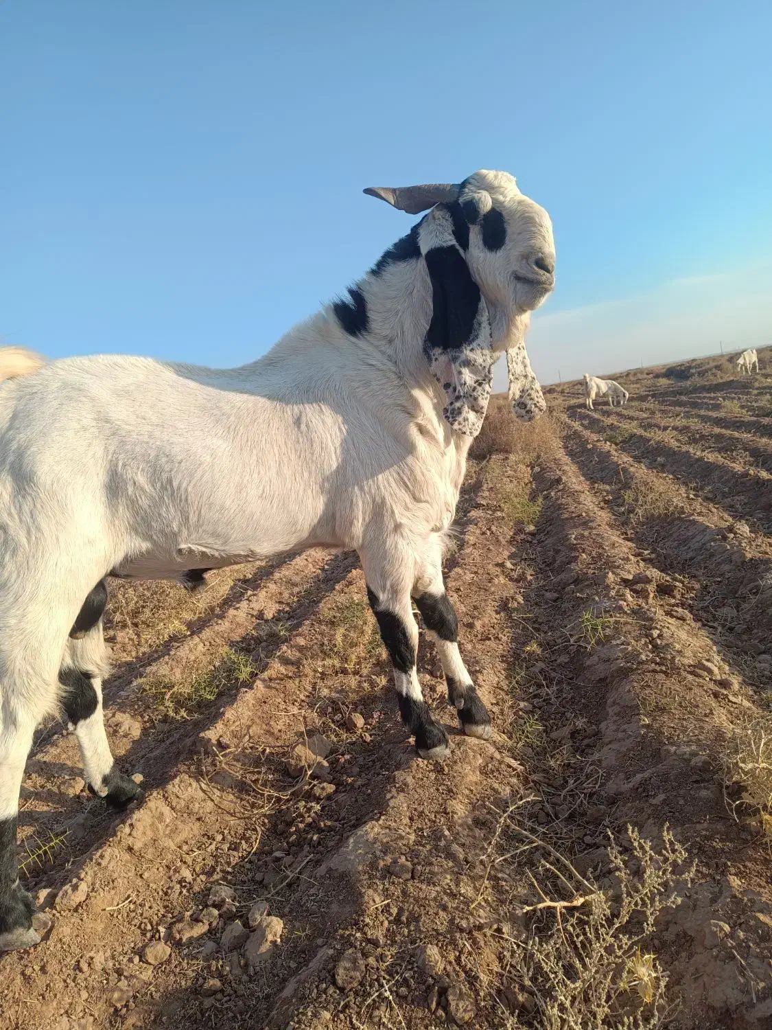 نربز پاکستانی|حیوانات مزرعه|تربت جام, حافظ|دیوار