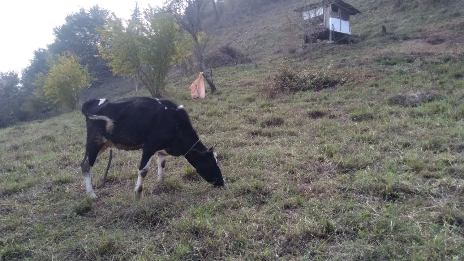 گاو شیر ده|حیوانات مزرعه|تالش, هشتپر|دیوار