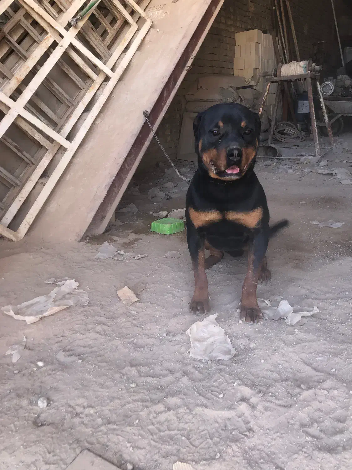 سگ روتوایلر|سگ|یزد, |دیوار