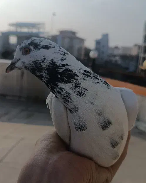 کبوتر نر|پرنده|آستانه اشرفیه, |دیوار