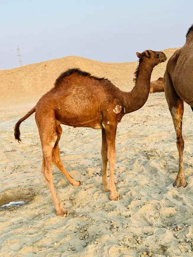 کوات نر|حیوانات مزرعه|میناب, |دیوار