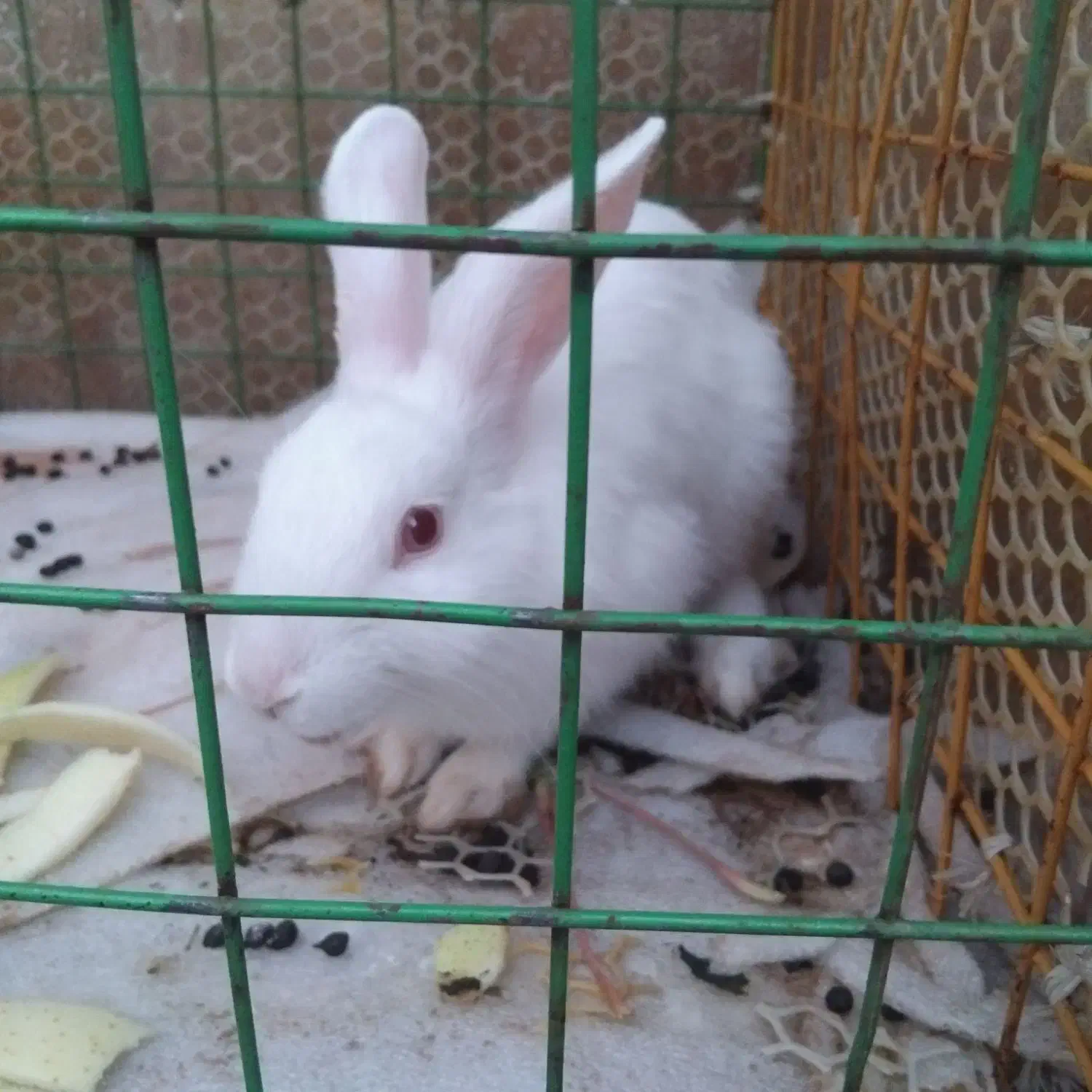 خرگوش سفید گم شده|حیوانات|یاسوج, |دیوار