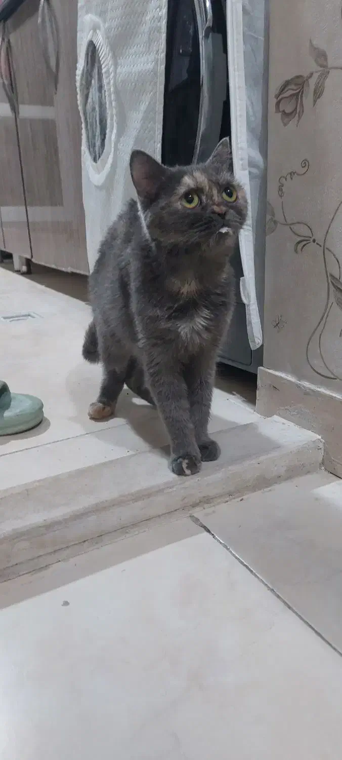 گربه نژاد دار|گربه|اراک, |دیوار