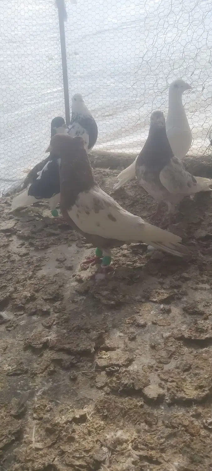 کبوتر پرشی|پرنده|الوند, |دیوار