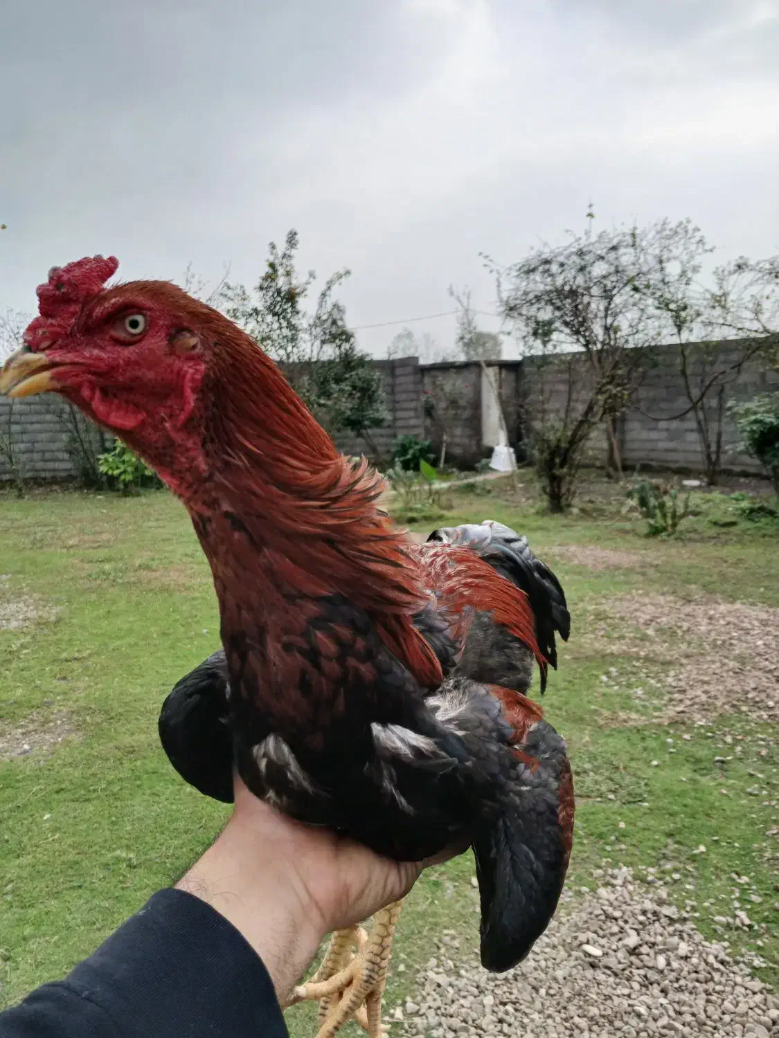 خروس لاری جوجه ۹ ماه|حیوانات مزرعه|رشت, حومه رشت|دیوار