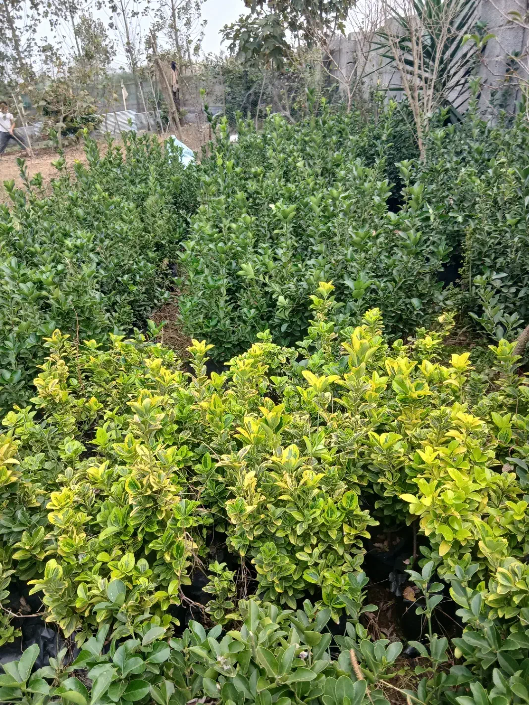 شمشاد سبز و ابلق|خدمات باغبانی و درختکاری|رشت, لاکان|دیوار