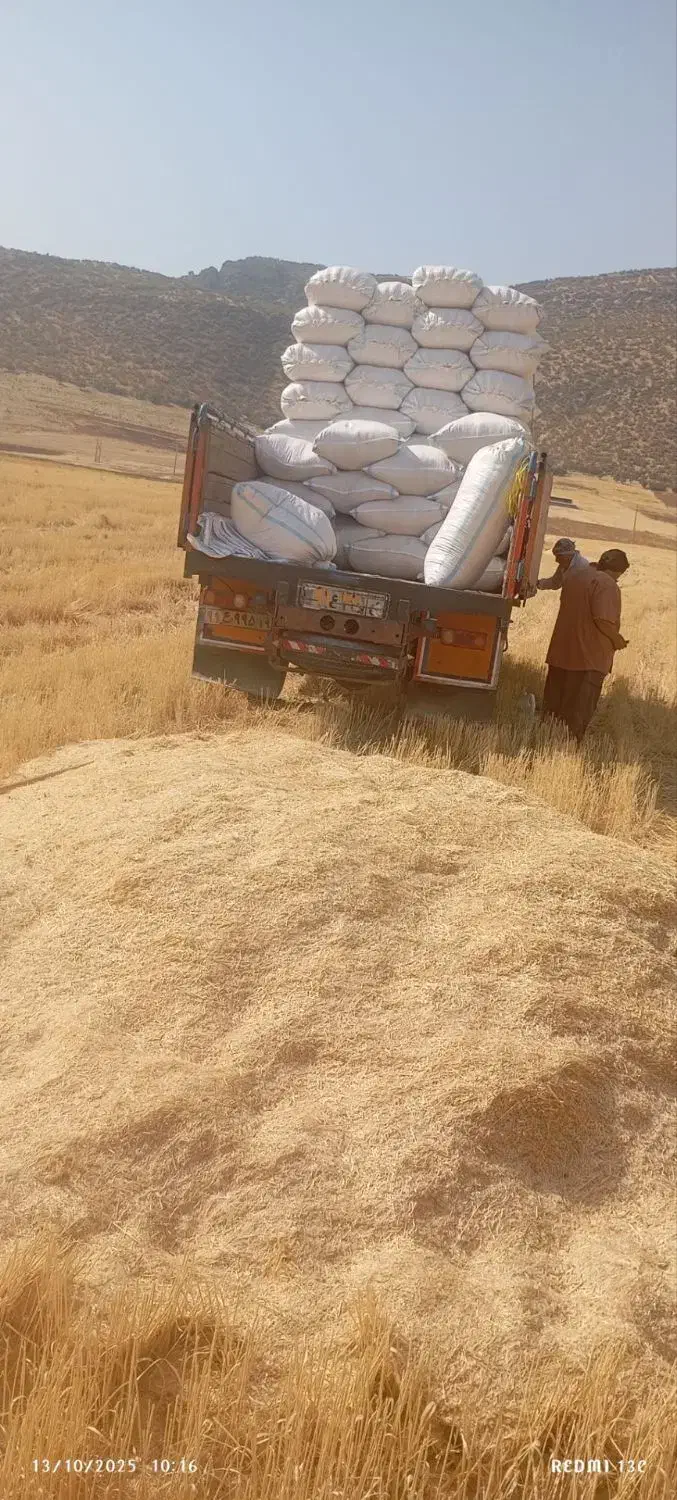 کاه گندم|لوازم جانبی حیوانات|دهلران, |دیوار