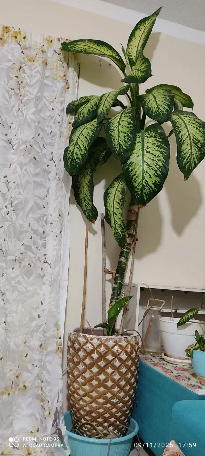 گیاه دیفن باخیا|گل و گیاه طبیعی|پرند, فاز ۶|دیوار