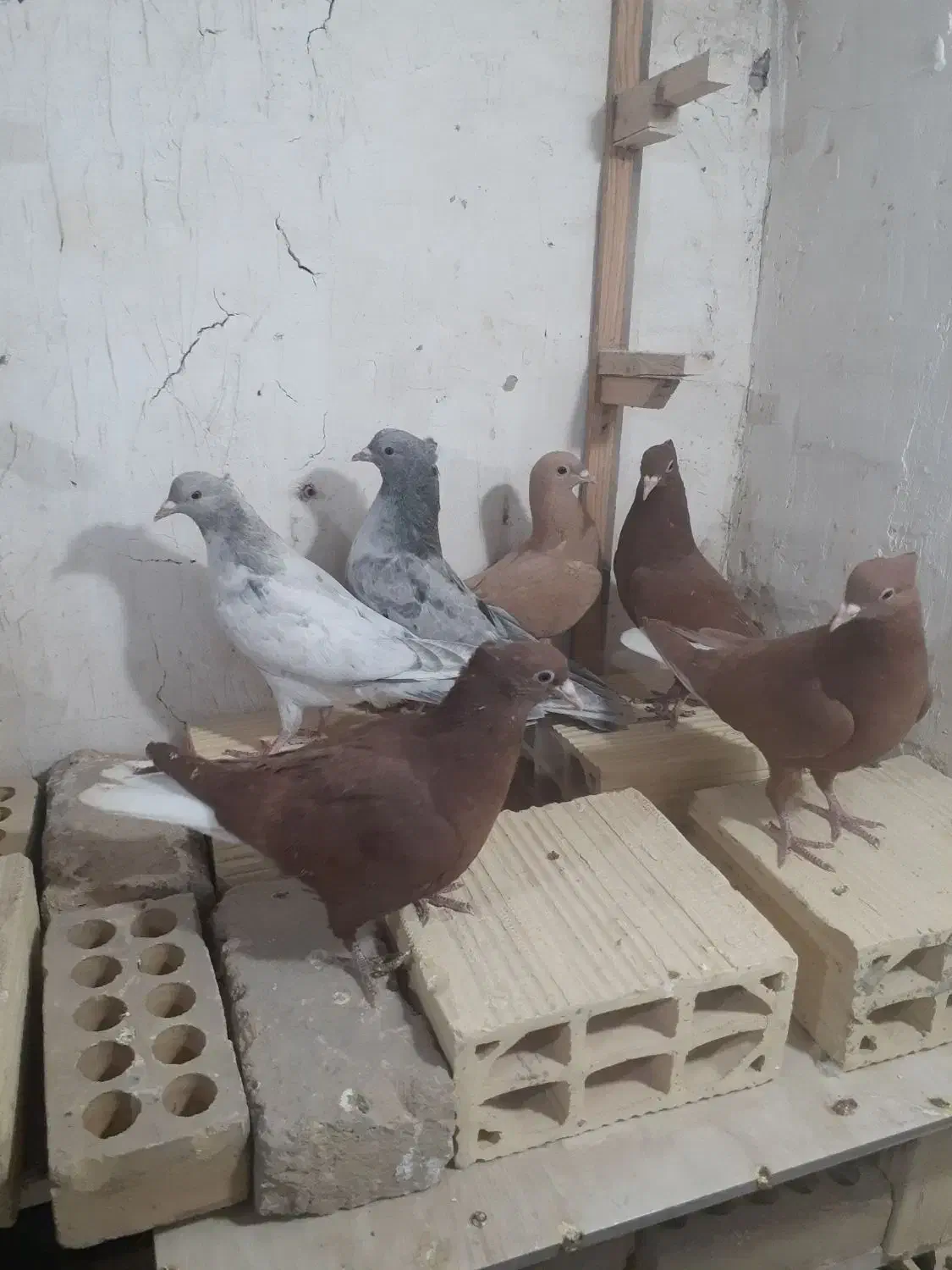 جوجه کلاغ رسمی با دم سفید|پرنده|مشهد, شهرک صنعتی توس|دیوار