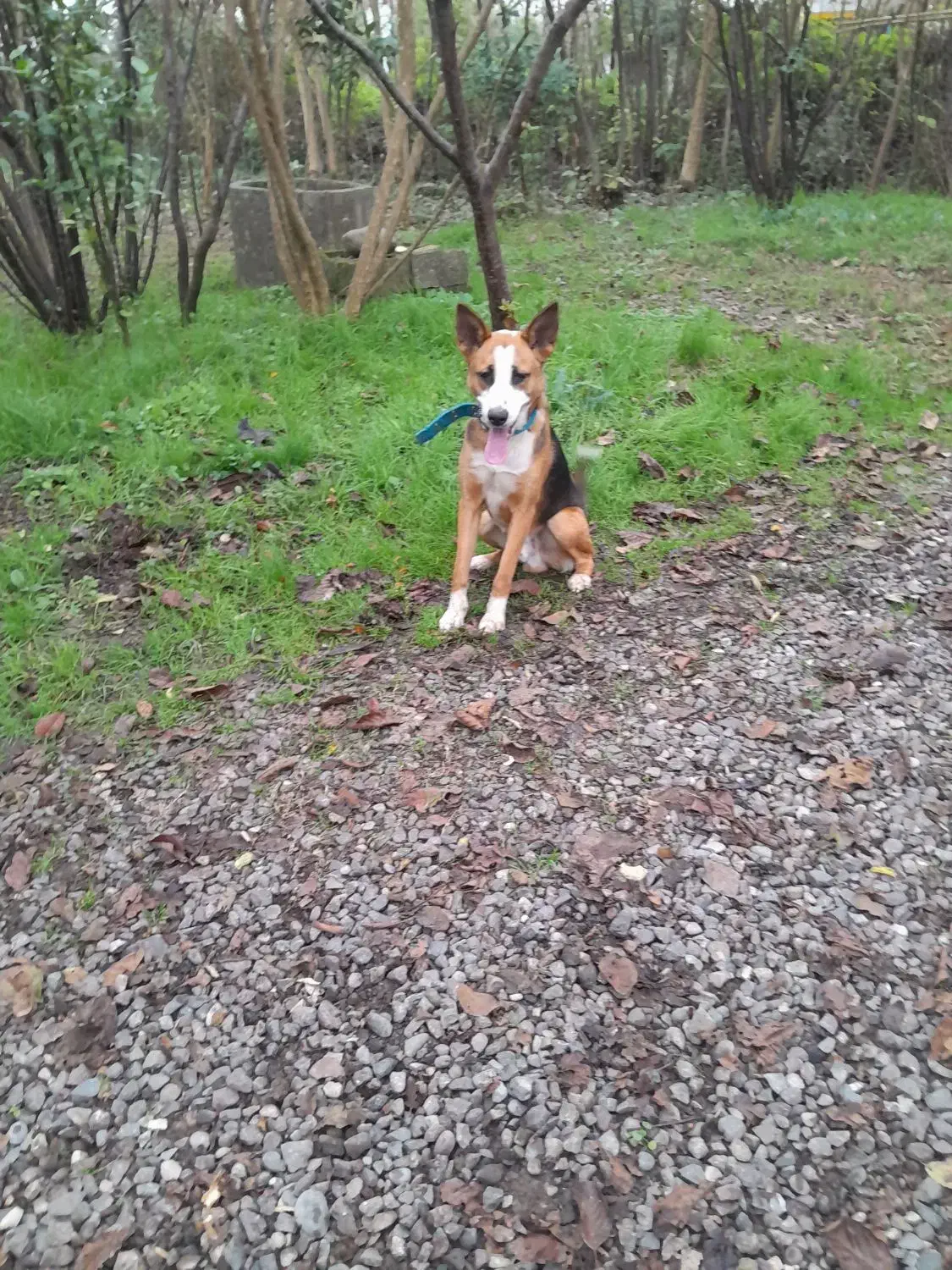 سگ باهوش نگهبان..گرگی میکس|سگ|کیاشهر, |دیوار