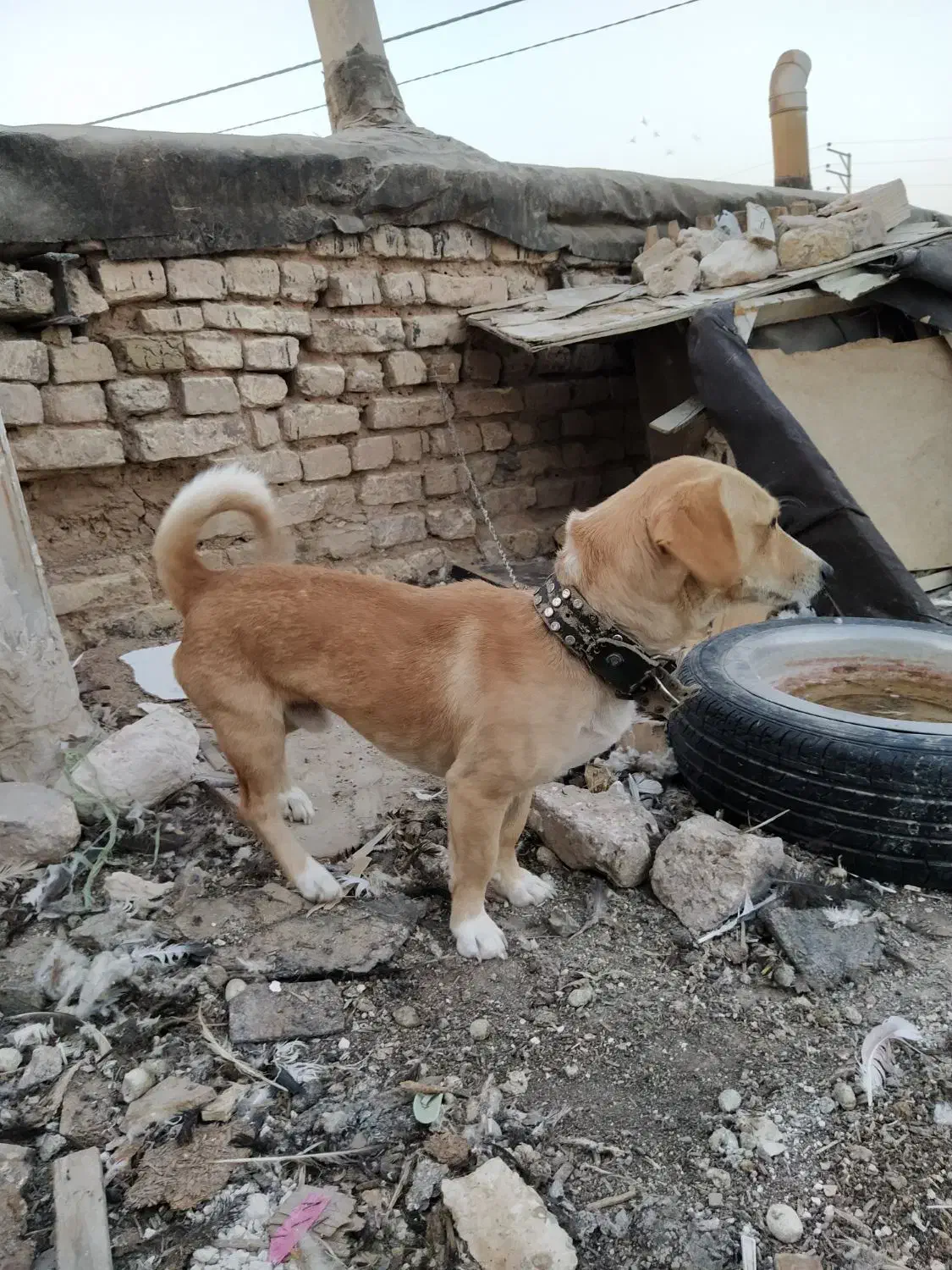 واگذاری پاپی نگهبان|سگ|مشهد, شهید شهریاری|دیوار