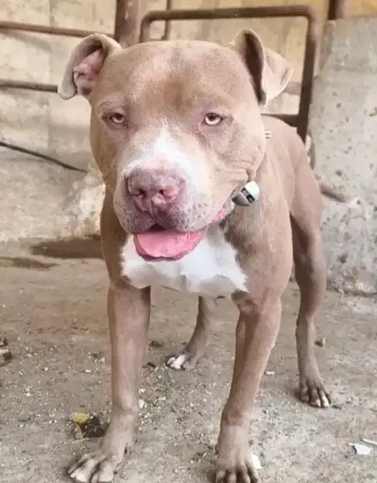 فوری لنگ پولم|سگ|ساوه, |دیوار