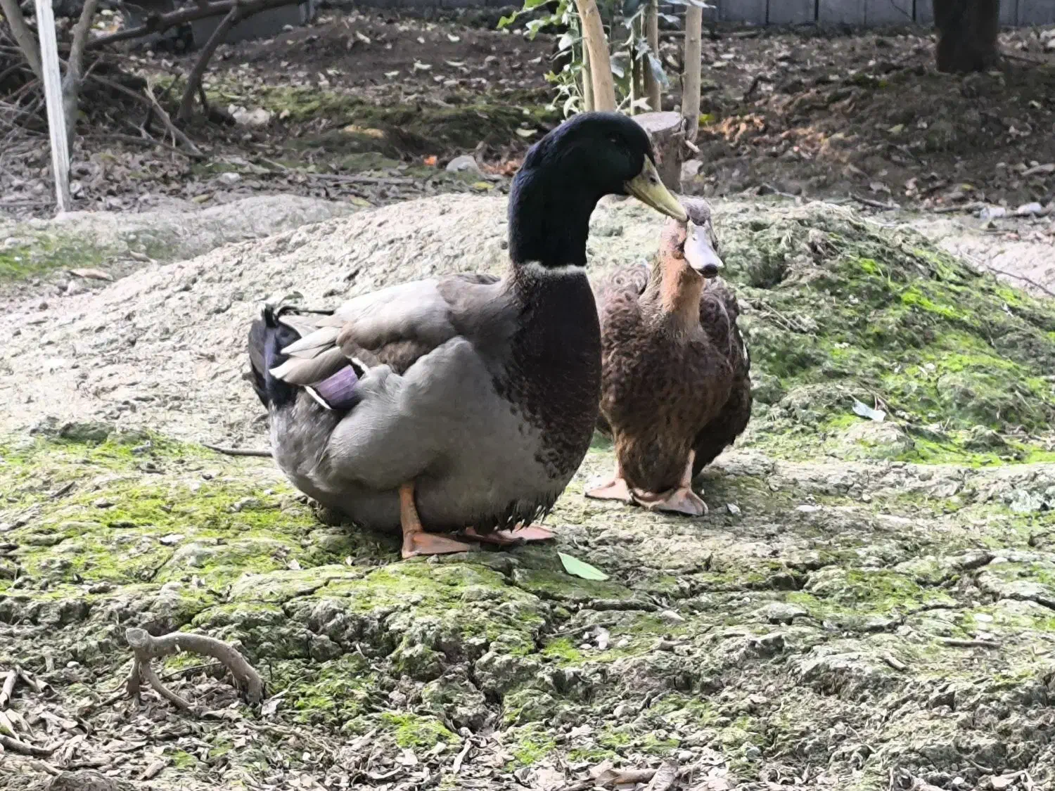 اردک روئن وارداتی درجه یک|حیوانات مزرعه|قائمشهر, |دیوار