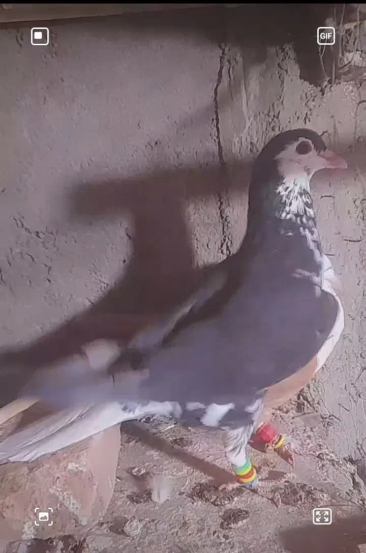 کلاغ زردوساده سیا نر|پرنده|کاشمر, |دیوار