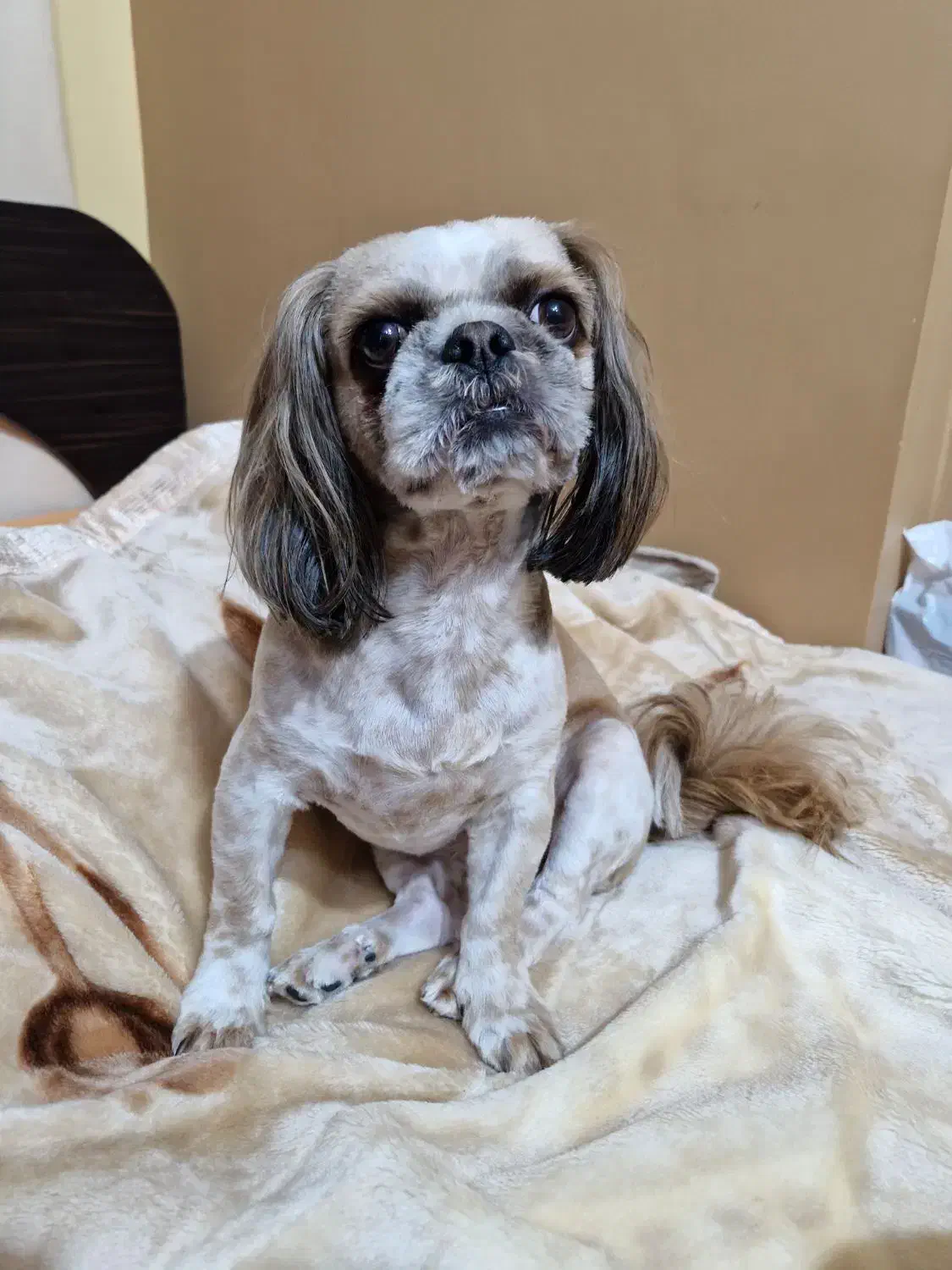 سگ شیتزو|سگ|پرند, فاز ۲|دیوار