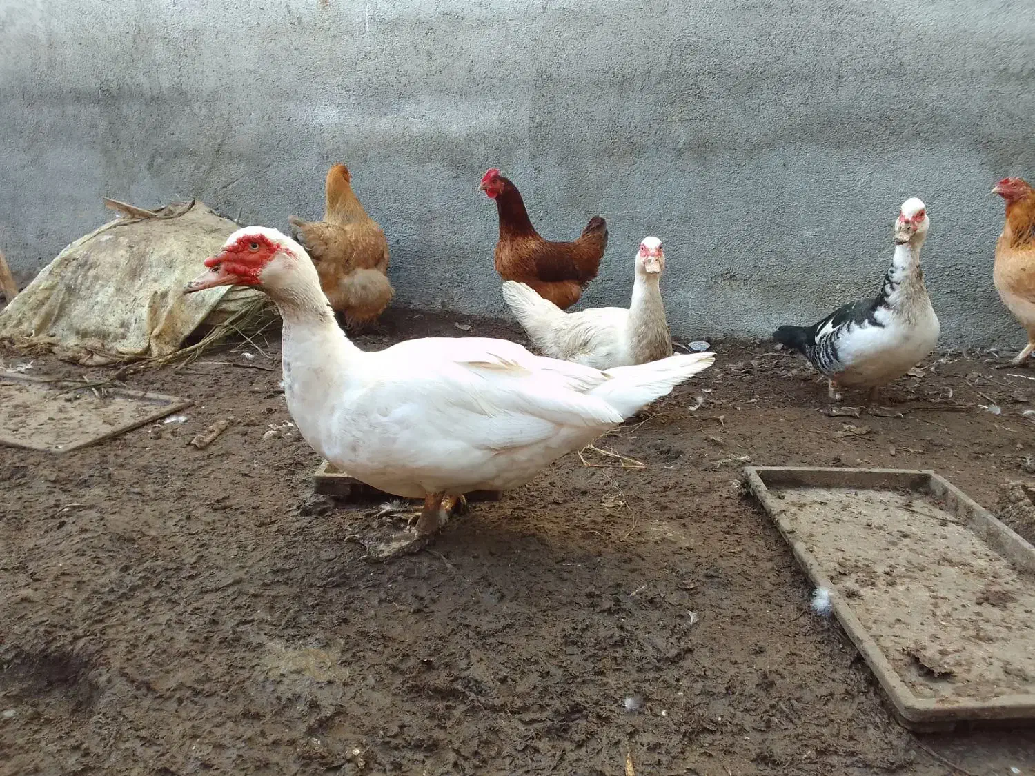 اردک سفید اسرائیلی نر ومده|حیوانات مزرعه|جویبار, |دیوار