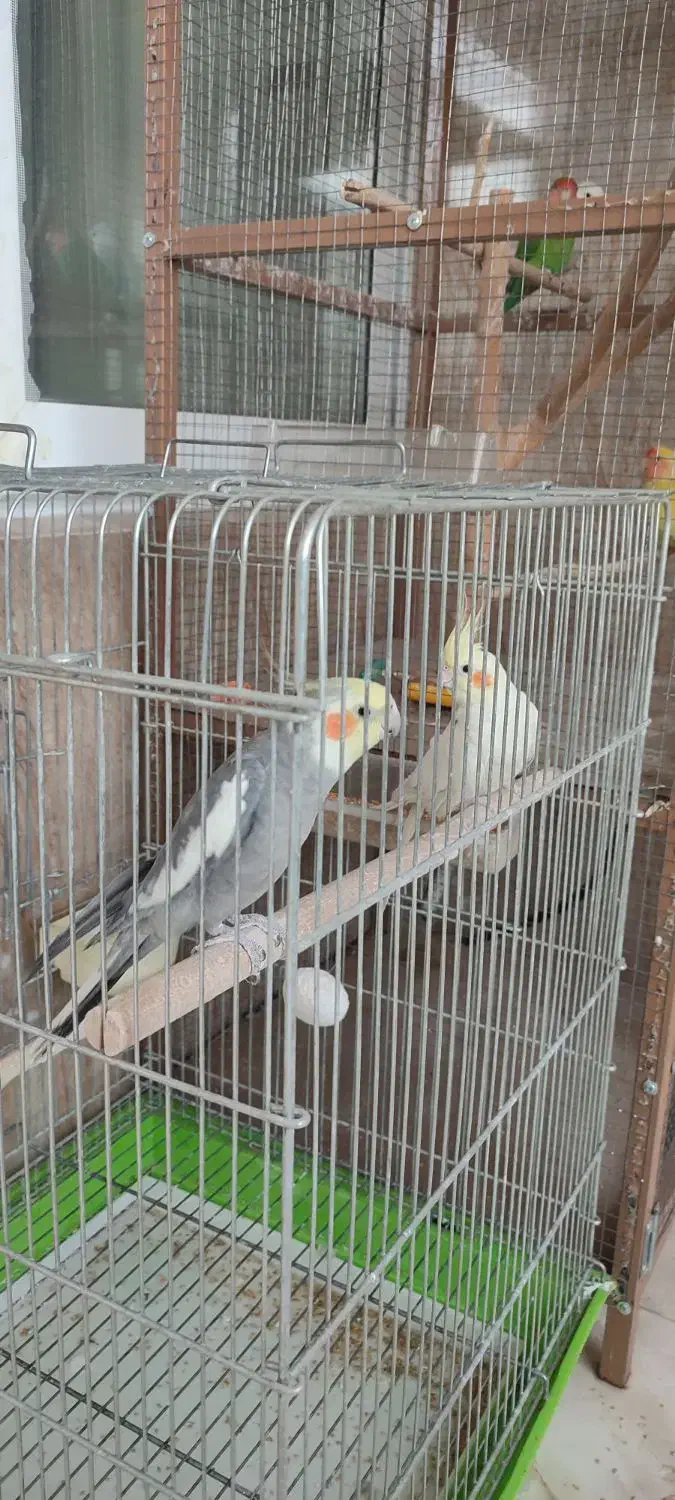 فروش کوتوله برزلی|پرنده|خمینیشهر, |دیوار