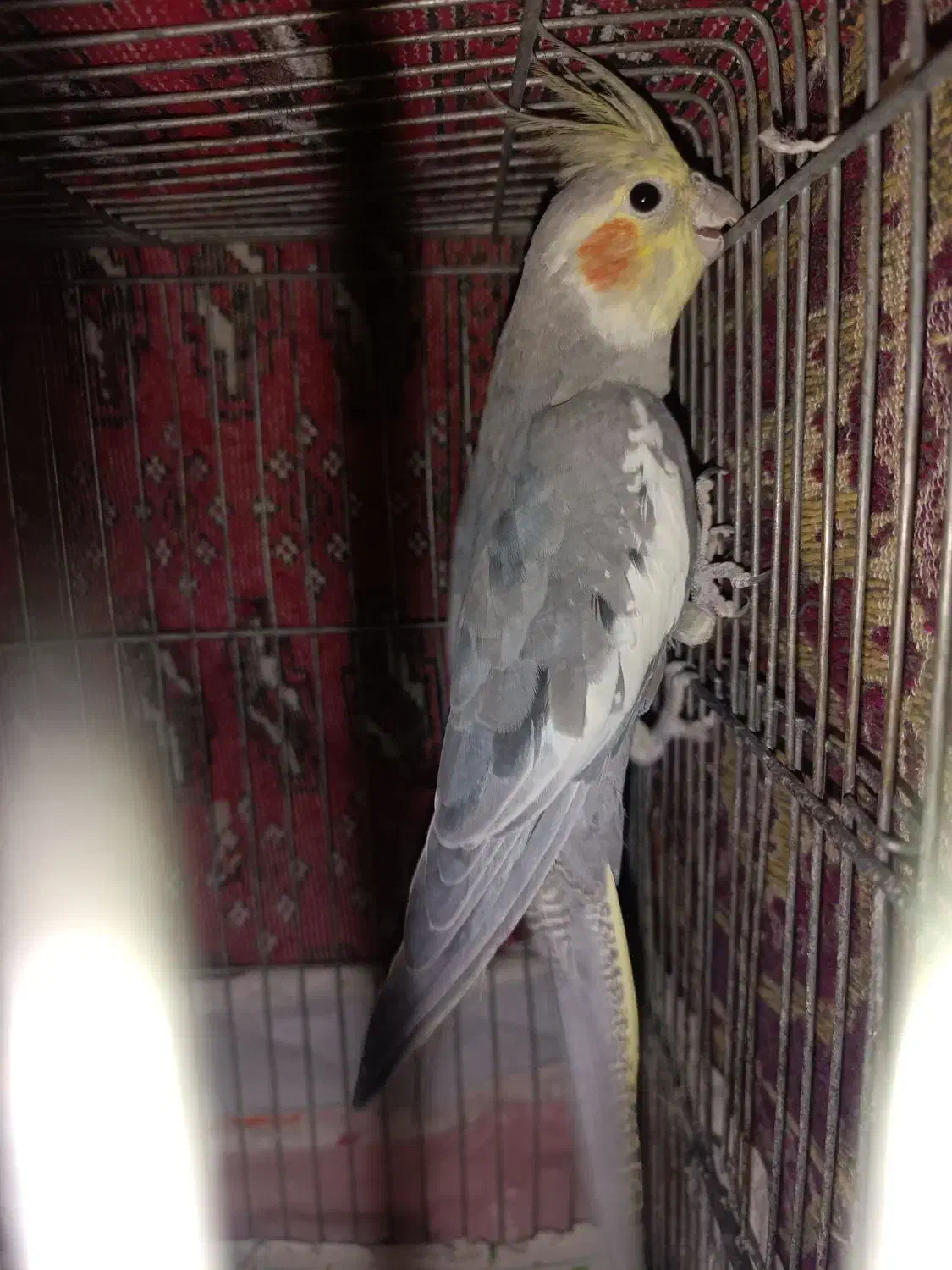 عروس هلنی نر|پرنده|تهران, زرگنده|دیوار