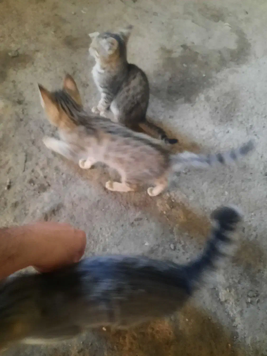 واگذاری بچه گربه|گربه|بازرگان, |دیوار