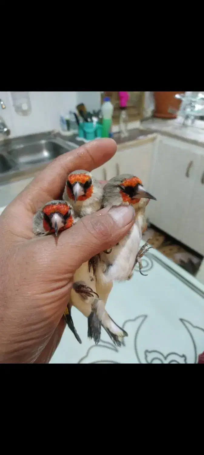 سهره سینه سرخ سهره کرمونی|پرنده|مشهد, شهرک بهارستان|دیوار