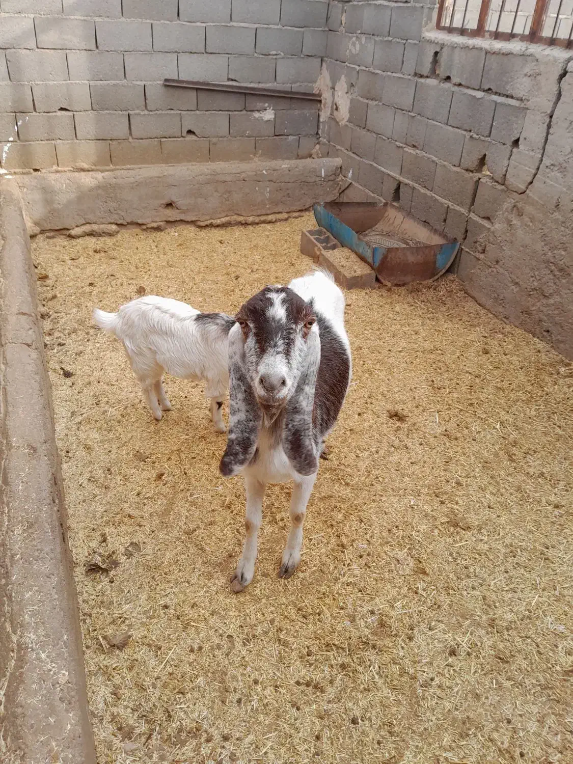 بزوبزغاله|حیوانات مزرعه|سمنان, |دیوار