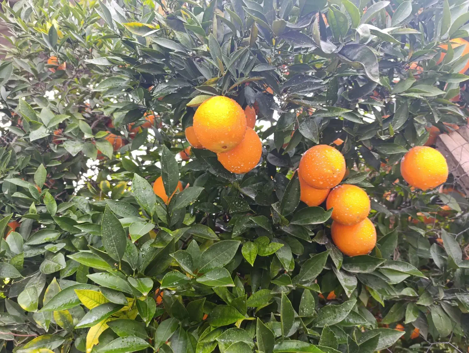 نارنگی و پرتقال|حراج|آکند, |دیوار