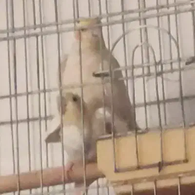 عروس هلندی سوپر مولد تضمینی کوتوله همراه با جوجه|پرنده|اصفهان, باتون|دیوار