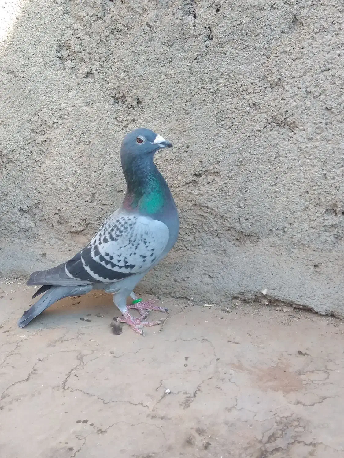 کفتر سار وپولکی قلدور نر|پرنده|مشهد, هفت تیر (نه دره)|دیوار