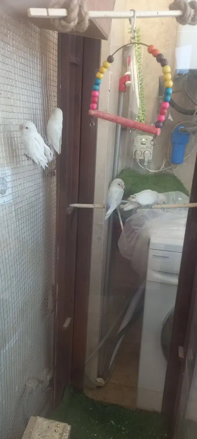 کوتوله برزیلی|پرنده|شاهرود, |دیوار