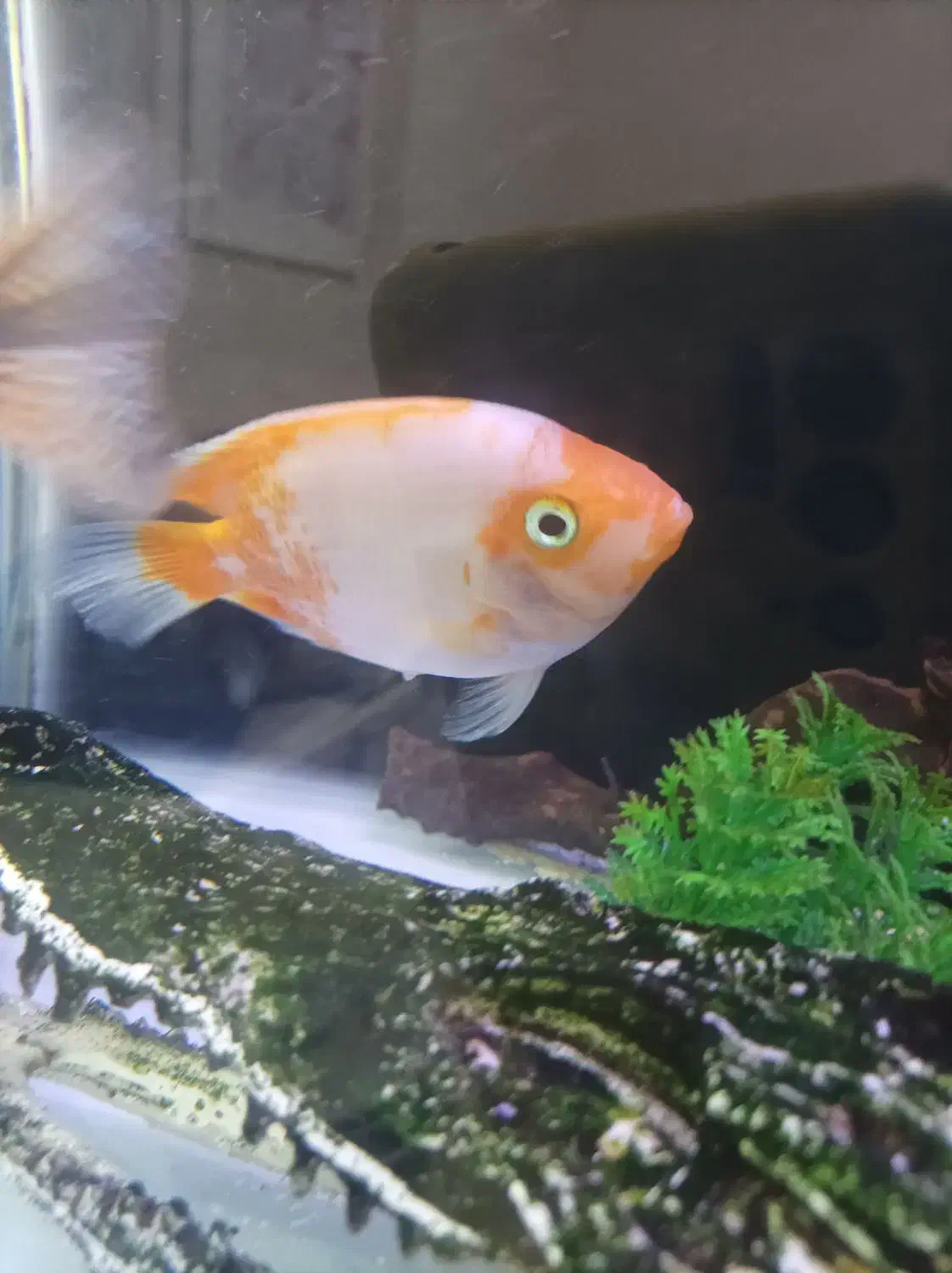 آکواریوم ۸۰ سانتی و ماهی|ماهی|پرند, فاز ۶|دیوار