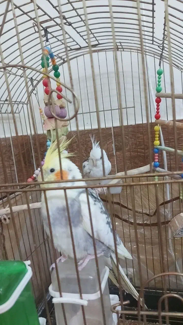 عروس هلندی هر دونر هستن سالم|پرنده|لالجین, |دیوار