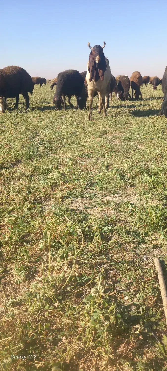 بز نر پاکستانی|حیوانات مزرعه|همدان, |دیوار