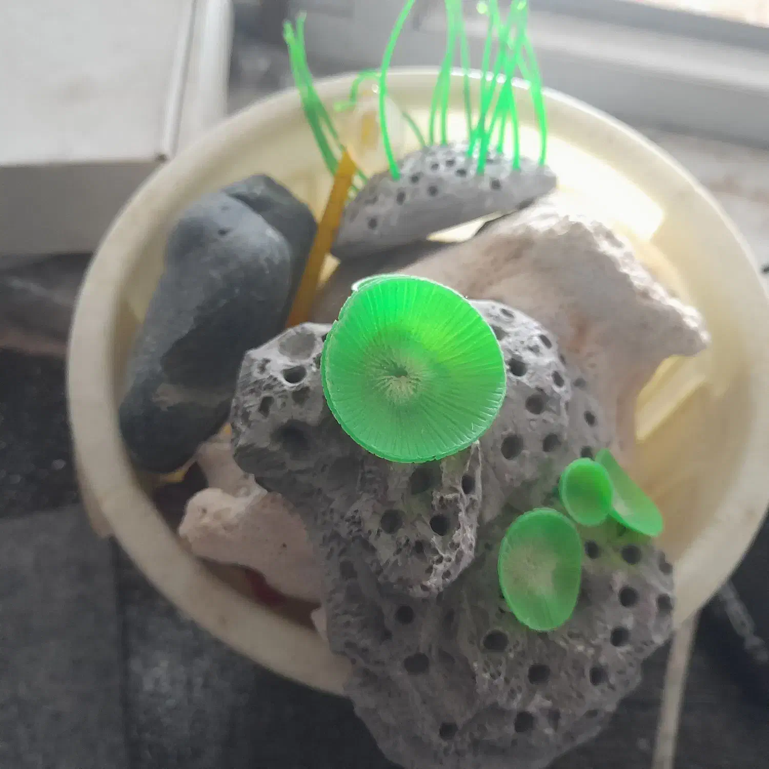 اکفاریوم همراه با وسایل|ماهی|خرمدره, |دیوار