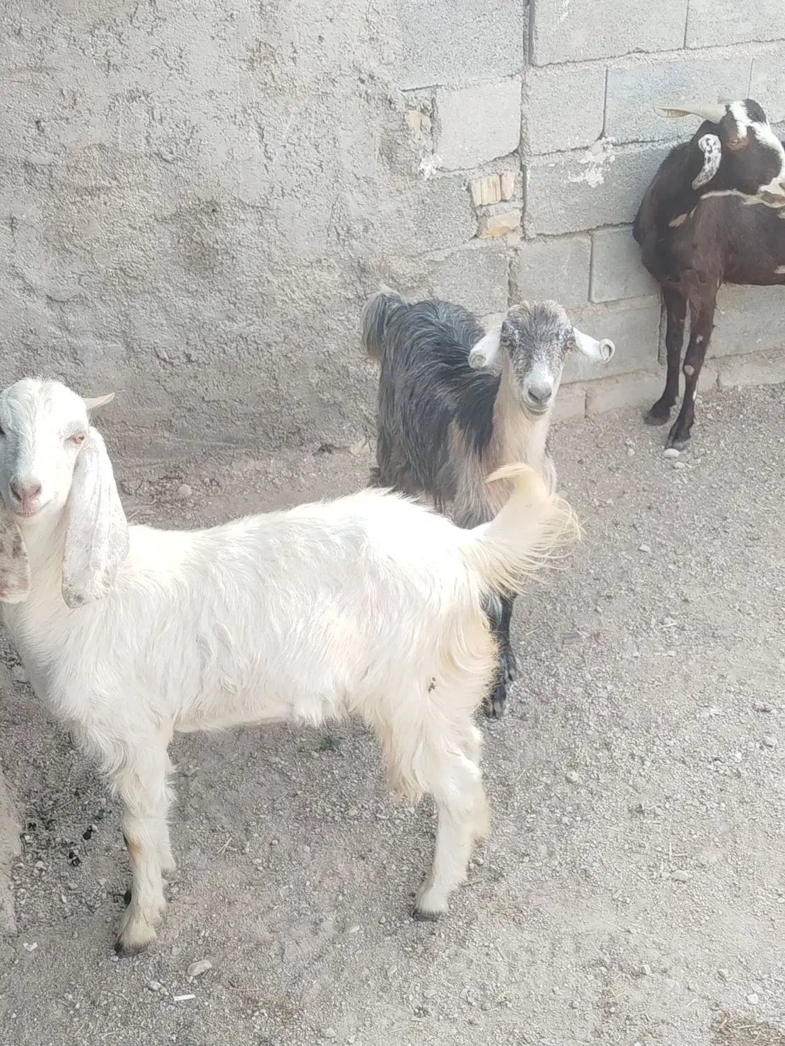 بز ابستن|حیوانات مزرعه|فورگ, |دیوار