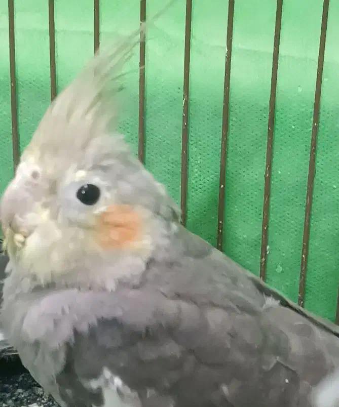 عروس هلندی|پرنده|قائم‌شهر, |دیوار