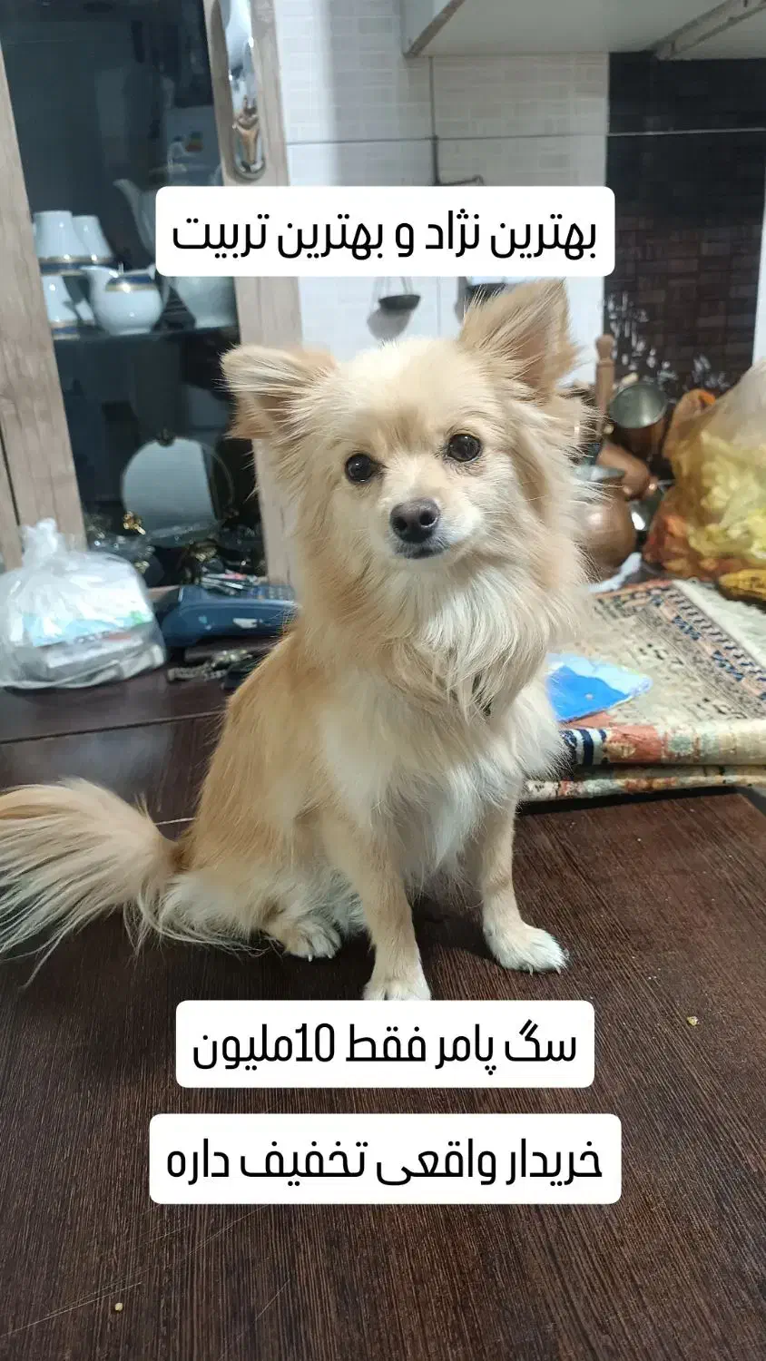 سگ پامر|سگ|پاکدشت, پاکدشت (مامازند)|دیوار