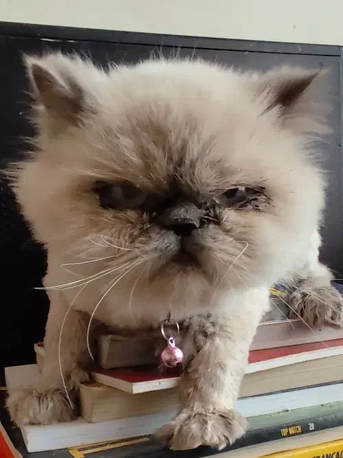 دخترم پشمک نژادش هیمالین|گربه|پردیس, فاز ۹|دیوار