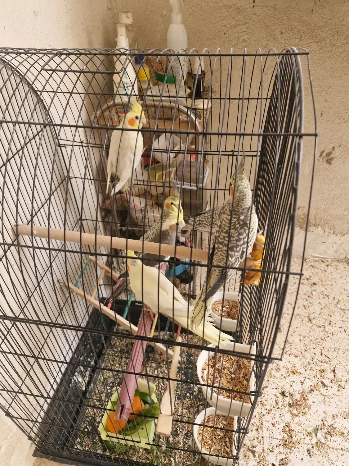 عروس هلندی|پرنده|صدرا-فارس, فاز ۱|دیوار