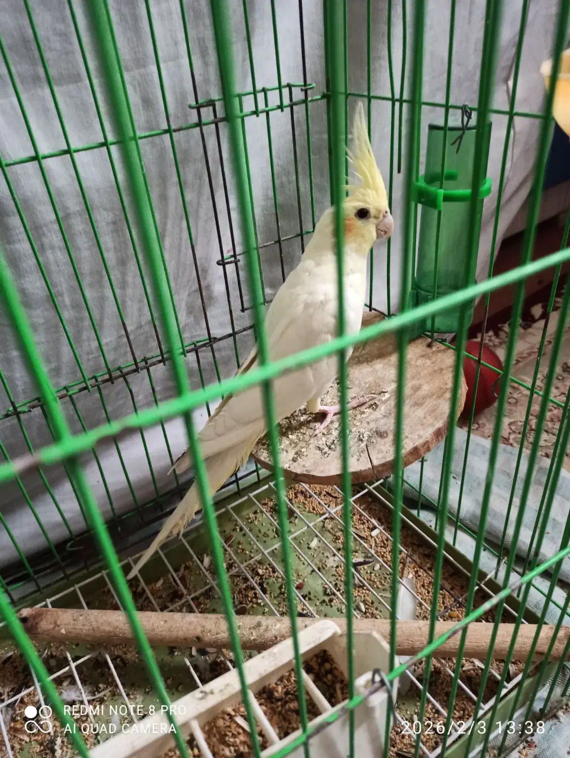 عروس هلندی نر|پرنده|الوند, |دیوار