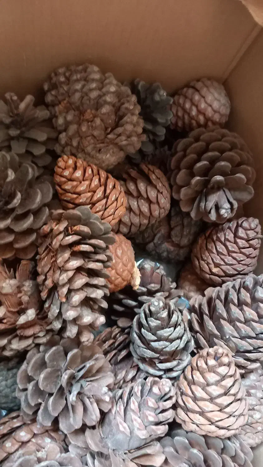 کاج خشک|گل و گیاه طبیعی|اهواز, نادری|دیوار