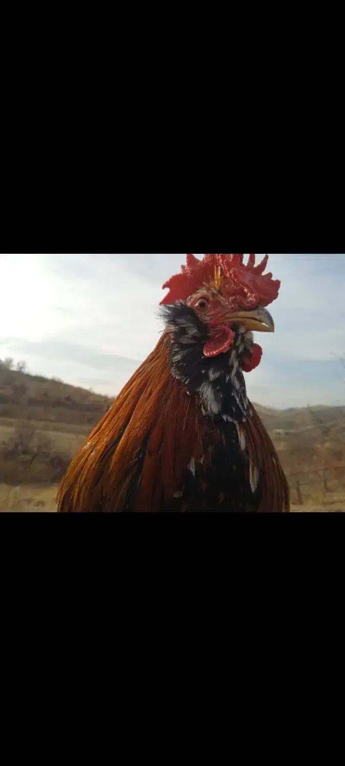 دو خروس چهل تاج خوش رنگ و زیبا|حیوانات مزرعه|سنندج, |دیوار