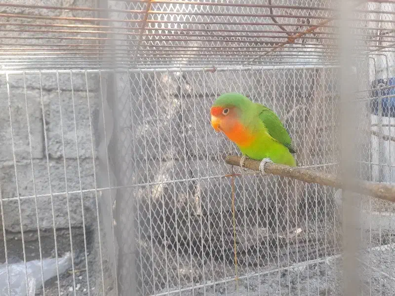 طوطی برزیلی|پرنده|جم, |دیوار