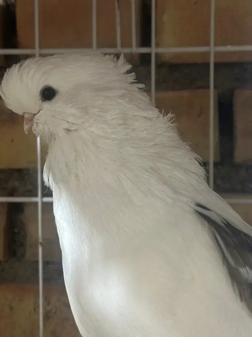 کبوتر نوک قنار با اصل و نصب|پرنده|علیآباد کتول, |دیوار